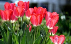 Desktop image. Flowers. ID:52576