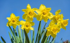 Desktop image. Flowers. ID:52625