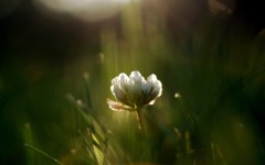 Desktop image. Flowers. ID:52630
