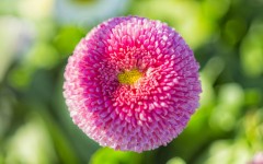 Desktop image. Flowers. ID:52652