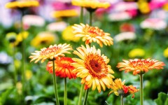 Desktop image. Flowers. ID:52672
