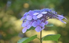 Desktop image. Flowers. ID:52673