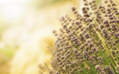 Desktop image. Flowers. ID:52675