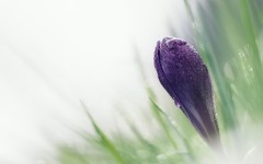 Desktop image. Flowers. ID:52693