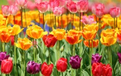 Desktop image. Flowers. ID:52771