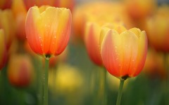 Desktop image. Flowers. ID:52772
