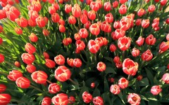 Desktop image. Flowers. ID:52773