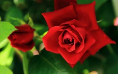 Desktop image. Flowers. ID:52774