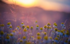 Desktop image. Flowers. ID:52804