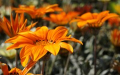 Desktop image. Flowers. ID:52821