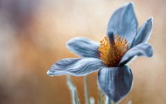Desktop image. Flowers. ID:52846