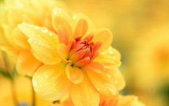Desktop image. Flowers. ID:52870