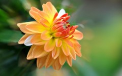 Desktop image. Flowers. ID:52928