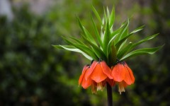 Desktop image. Flowers. ID:53009