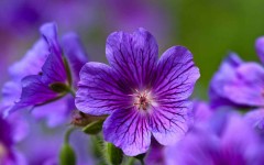 Desktop image. Flowers. ID:53022