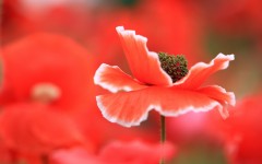 Desktop image. Flowers. ID:53031
