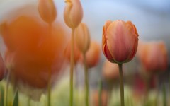Desktop image. Flowers. ID:53032