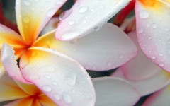 Desktop image. Flowers. ID:53088