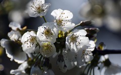 Desktop image. Flowers. ID:53107