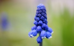 Desktop image. Flowers. ID:53123