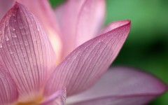 Desktop image. Flowers. ID:53143