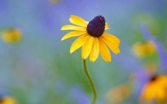 Desktop image. Flowers. ID:53275