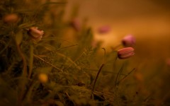 Desktop image. Flowers. ID:53278