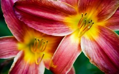 Desktop image. Flowers. ID:53311