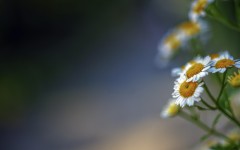 Desktop image. Flowers. ID:53479