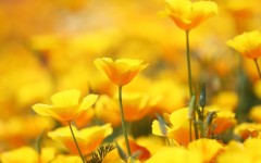 Desktop image. Flowers. ID:53481