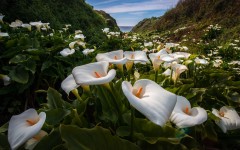 Desktop image. Flowers. ID:53613