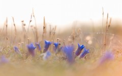 Desktop image. Flowers. ID:53634
