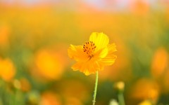 Desktop image. Flowers. ID:53647
