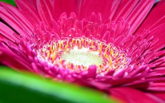Desktop image. Flowers. ID:53665