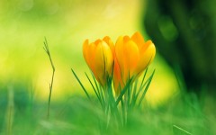 Desktop image. Flowers. ID:53667