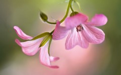 Desktop image. Flowers. ID:53760