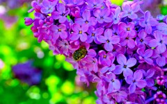 Desktop image. Flowers. ID:54161