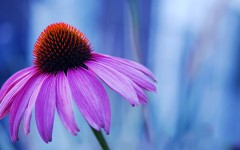 Desktop image. Flowers. ID:54174