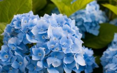 Desktop image. Flowers. ID:54175