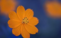 Desktop image. Flowers. ID:54185