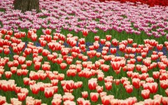 Desktop image. Flowers. ID:54194
