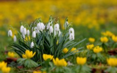 Desktop image. Flowers. ID:54381