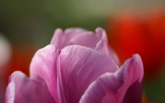 Desktop image. Flowers. ID:54391