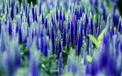 Desktop image. Flowers. ID:54660