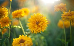 Desktop image. Flowers. ID:54684
