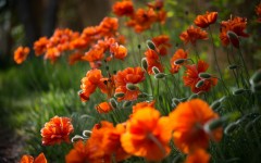 Desktop image. Flowers. ID:54697