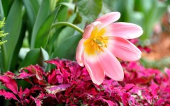Desktop image. Flowers. ID:54889