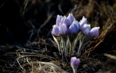 Desktop image. Flowers. ID:54892