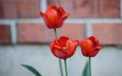 Desktop image. Flowers. ID:54904