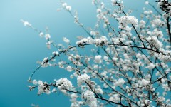 Desktop image. Flowers. ID:54916
